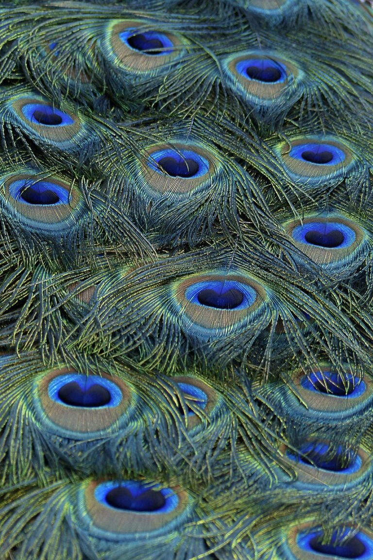 peacock, feathers, details-560252.jpg